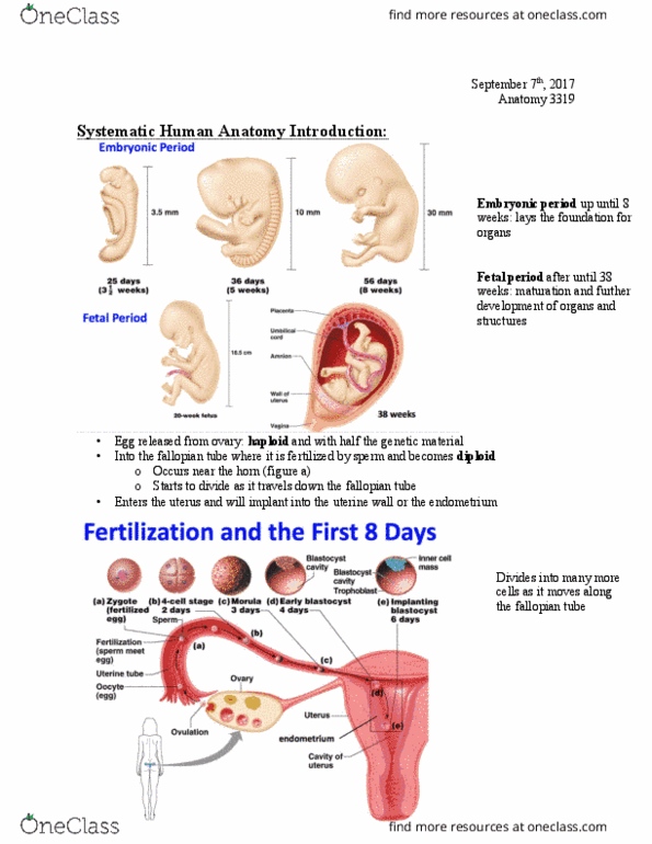 Anatomy and Cell Biology 3319 Lecture Notes - Lecture 1: Zona Pellucida, Placenta Praevia, Ectopic Pregnancy thumbnail