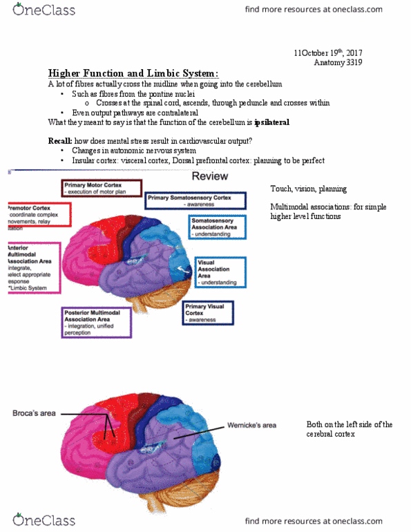 Anatomy and Cell Biology 3319 Lecture Notes - Lecture 11: Ideomotor Apraxia, Primary Motor Cortex, Postcentral Gyrus thumbnail