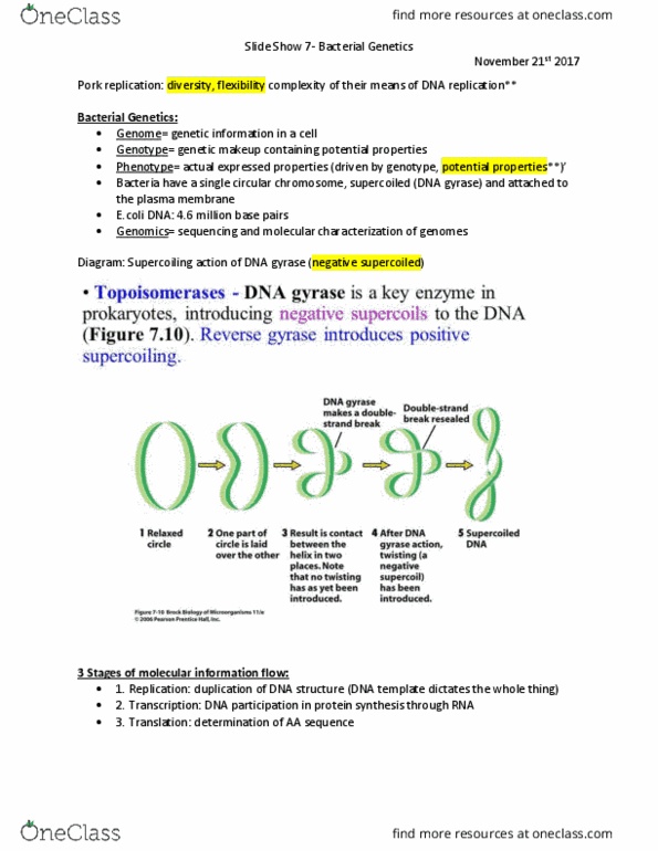 BI276 Lecture Notes - Lecture 7: Dna Gyrase, Semiconservative Replication, Novobiocin thumbnail