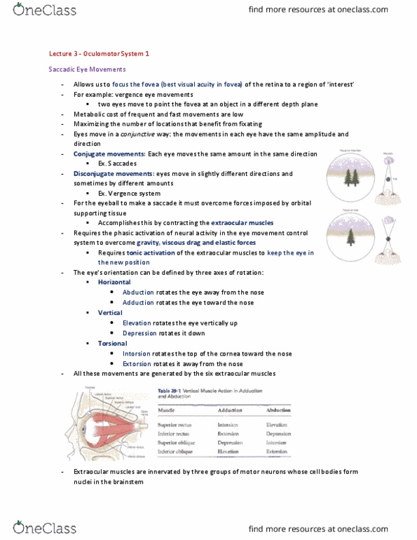 NROC64H3 Lecture Notes - Lecture 3: Extraocular Muscles, Oculomotor Nerve, Superior Rectus Muscle thumbnail