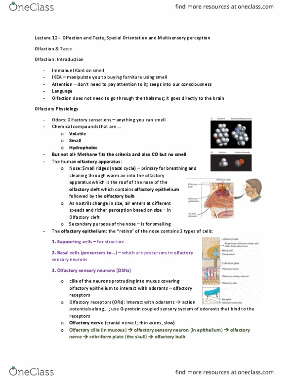 PSYB51H3 Lecture Notes - Lecture 12: Olfactory Receptor Neuron, Olfactory Bulb, Phenethyl Alcohol thumbnail