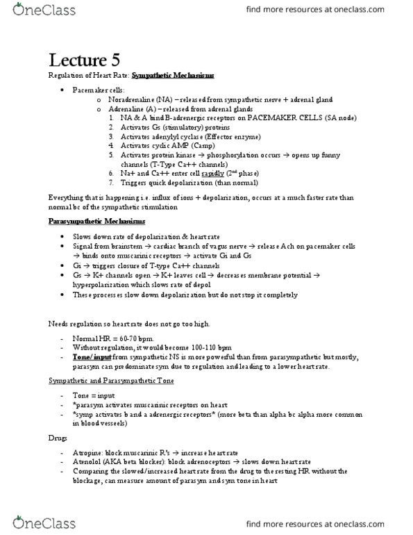 BIOC34H3 Lecture Notes - Lecture 5: Adenylyl Cyclase, Beta Blocker, Sympathetic Nervous System thumbnail