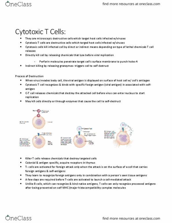 KINE 2011 Chapter Notes - Chapter 4.10: Cytotoxic T Cell, Adaptive Immune System, Innate Immune System thumbnail