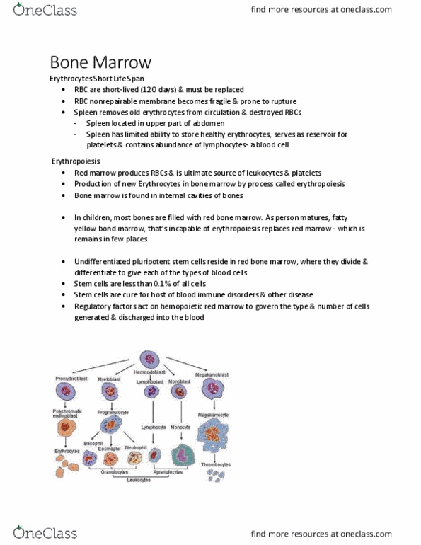 KINE 2011 Chapter Notes - Chapter 5.2: Bone Marrow, Erythropoiesis, Haematopoiesis thumbnail