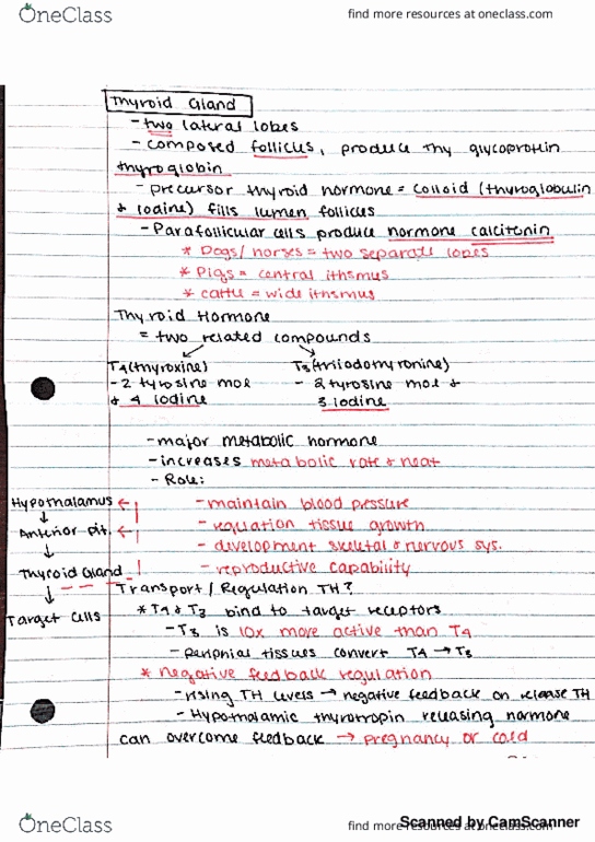 AN S 214 Lecture 1: Hormone Function thumbnail