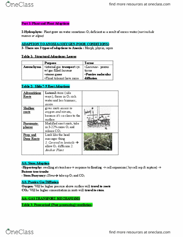 BIOL462 Lecture Notes - Lecture 7: Aerenchyma, Auxin, Adventitiousness thumbnail