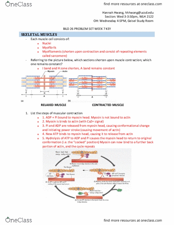 BILD 26 Lecture Notes - Lecture 7: Relaxed Muscle, Bild, Myosin thumbnail