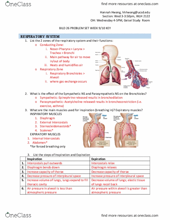 BILD 26 Lecture Notes - Lecture 9: Lung Volumes, Thoracic Cavity, Bild thumbnail