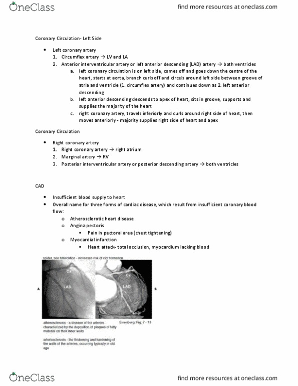 MEDRADSC 3J03 Lecture Notes - Lecture 12: Anterior Interventricular Branch Of Left Coronary Artery, Posterior Interventricular Artery, Right Coronary Artery thumbnail