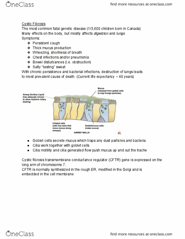 BIOLOGY 1A03 Lecture Notes - Lecture 2: Cystic Fibrosis, Wheeze, Goblet Cell thumbnail