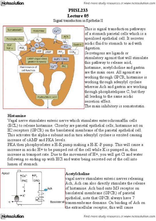 PHSL233 Lecture Notes - Bloating, Epidermal Growth Factor Receptor, Guanylyl Cyclase thumbnail