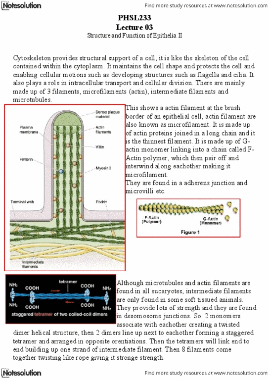 PHSL233 Lecture Notes - Cotransporter, Competitive Inhibition, Symporter thumbnail