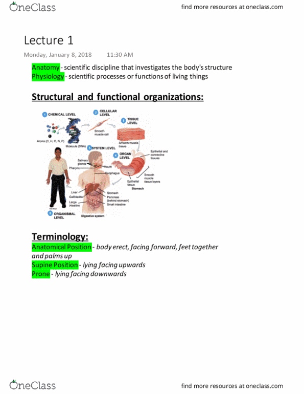 KINESIOL 2Y03 Lecture Notes - Lecture 1: Standard Anatomical Position, Organism, Mediastinum thumbnail