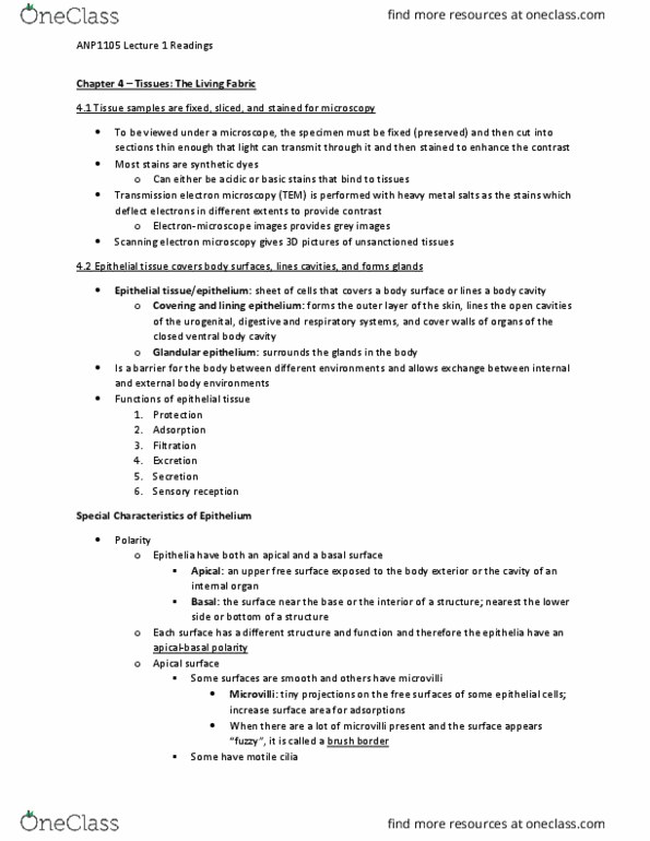 ANP 1105 Chapter Notes - Chapter 1: Stratified Squamous Epithelium, Simple Squamous Epithelium, Basal Lamina thumbnail