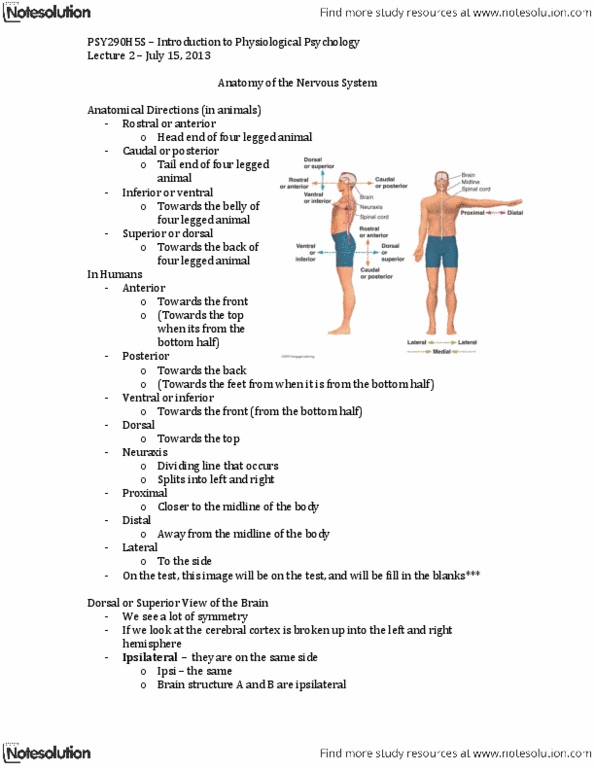 PSY290H5 Lecture Notes - Lecture 2: Peripheral Nervous System, Morphine, Diencephalon thumbnail