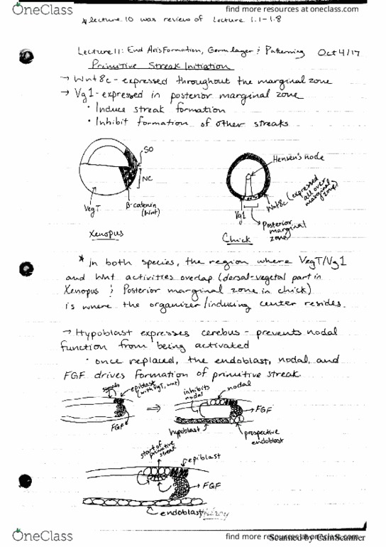 BIOL 3050 Lecture 11: End Axis Formation, Germ layer & Patterning thumbnail