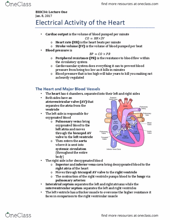 BIOC34H3 Lecture Notes - Lecture 1: Cardiac Output, Purkinje Fibers, Hypertrophy thumbnail