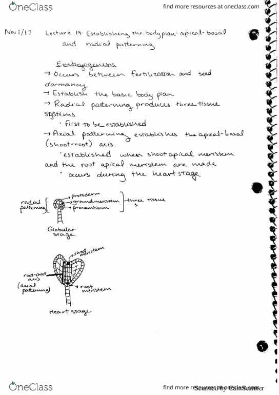BIOL 3050 Lecture 19: Establishing the body plan, the apical-basal and radial patterning thumbnail