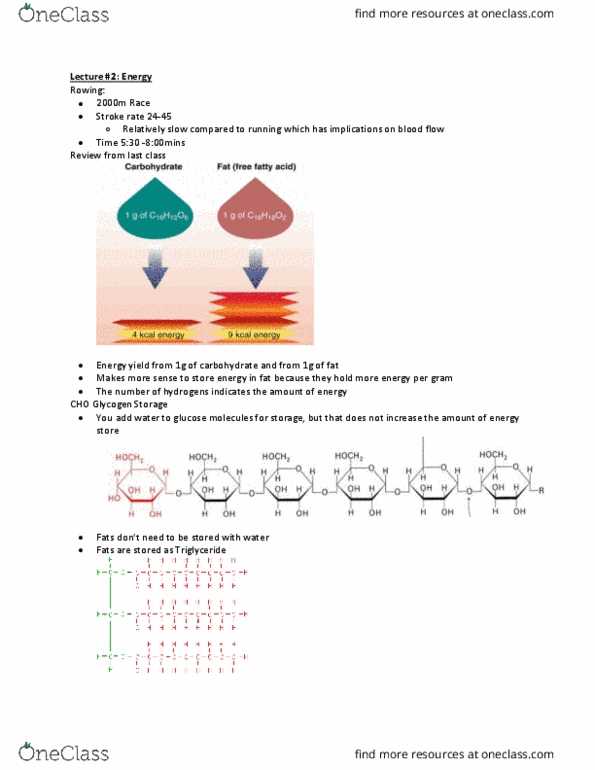 Kinesiology 2230A/B Lecture Notes - Lecture 2: Badwater Ultramarathon, Enzyme, Glycogen thumbnail