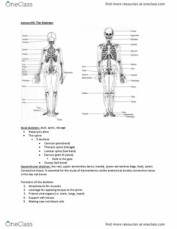 Kinesiology 2241A/B Lecture 3: Biomechanics Lecture #3- The Skeleton thumbnail