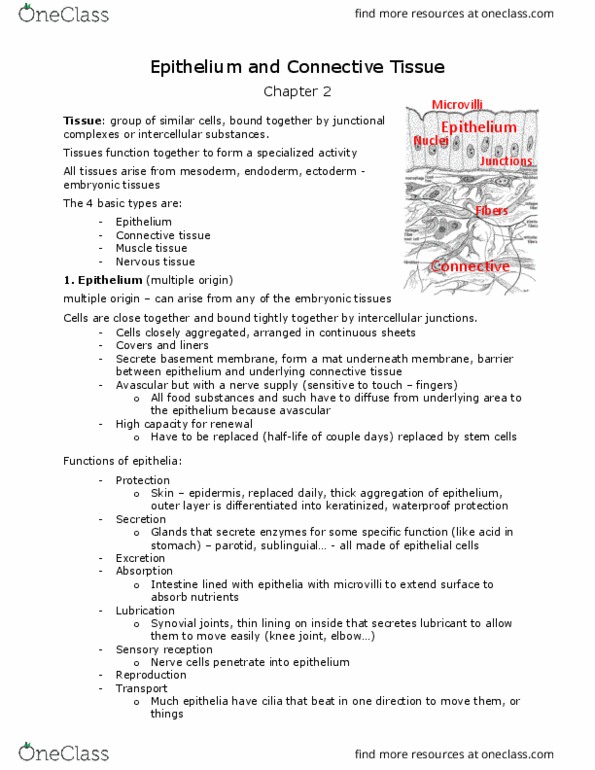 ANAT 101 Lecture Notes - Lecture 2: Sebaceous Gland, Dermis, Hair Follicle thumbnail