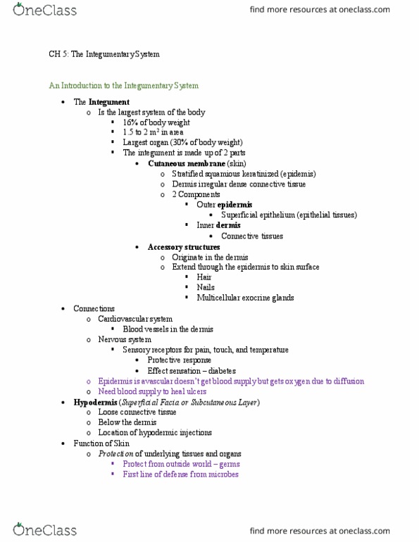 BIO 212 Lecture Notes - Lecture 4: Liposuction, Basal Lamina, Onyx thumbnail