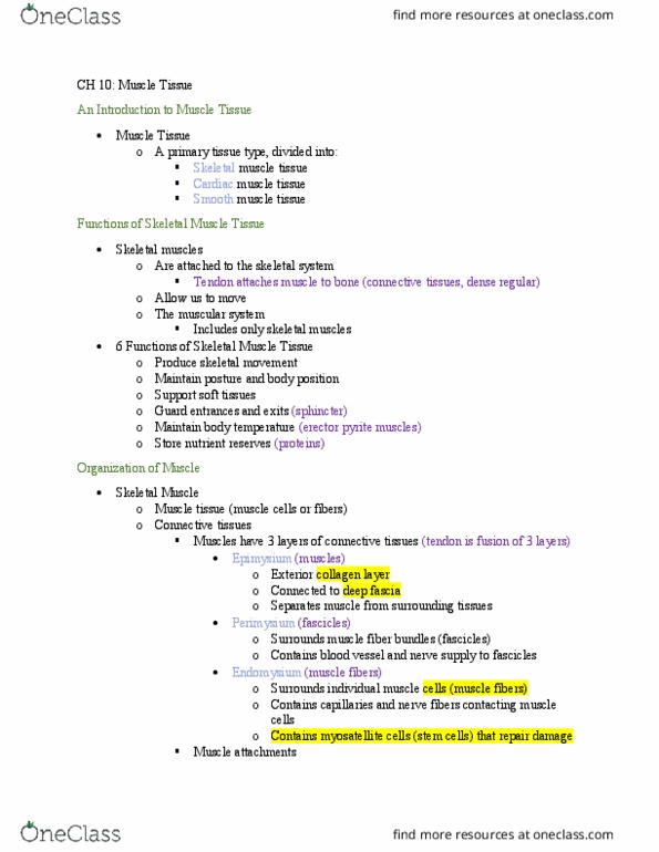 BIO 212 Lecture Notes - Lecture 9: Blood Vessel, Muscular System, Cori Cycle thumbnail