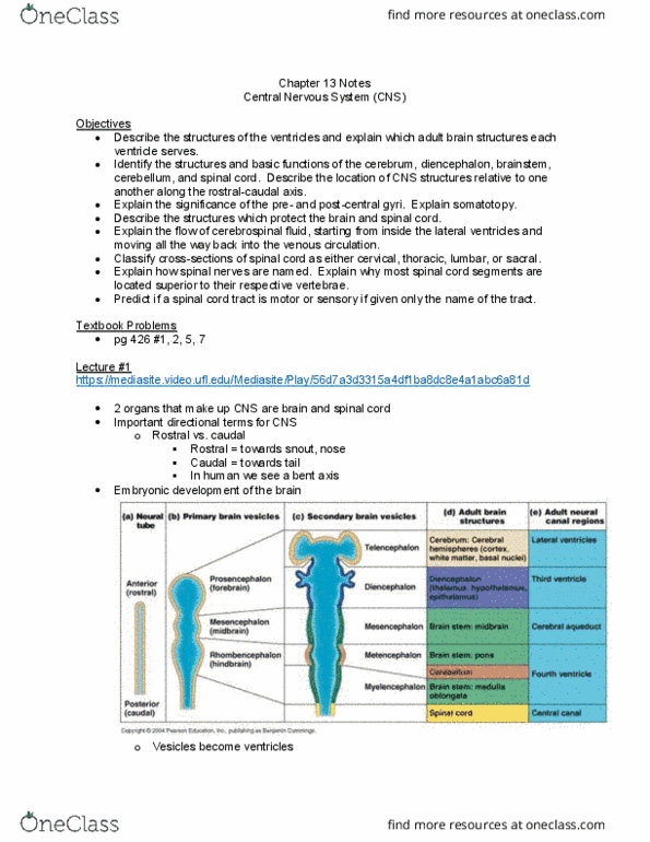 APK 2100C Lecture Notes - Lecture 13: Sensory Cortex, Meninges, Foramen Magnum thumbnail