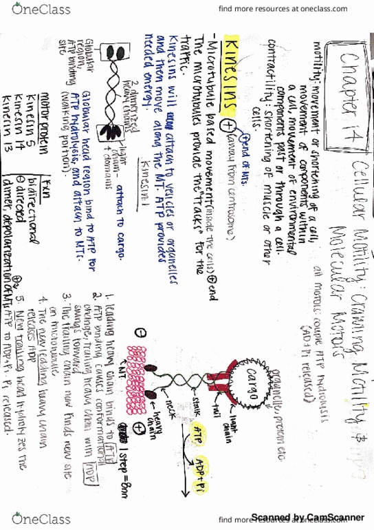 BIOL-4610 Lecture 32: chp 14 and 15 motility and beyond the cell thumbnail