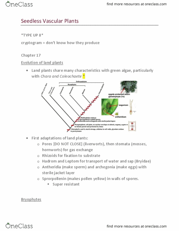 BIO 2137 Lecture 7: 7. Seedless Vascular Plants thumbnail