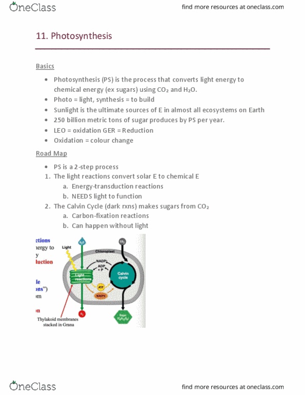 BIO 2137 Lecture 11: 11. Photosynthesis thumbnail