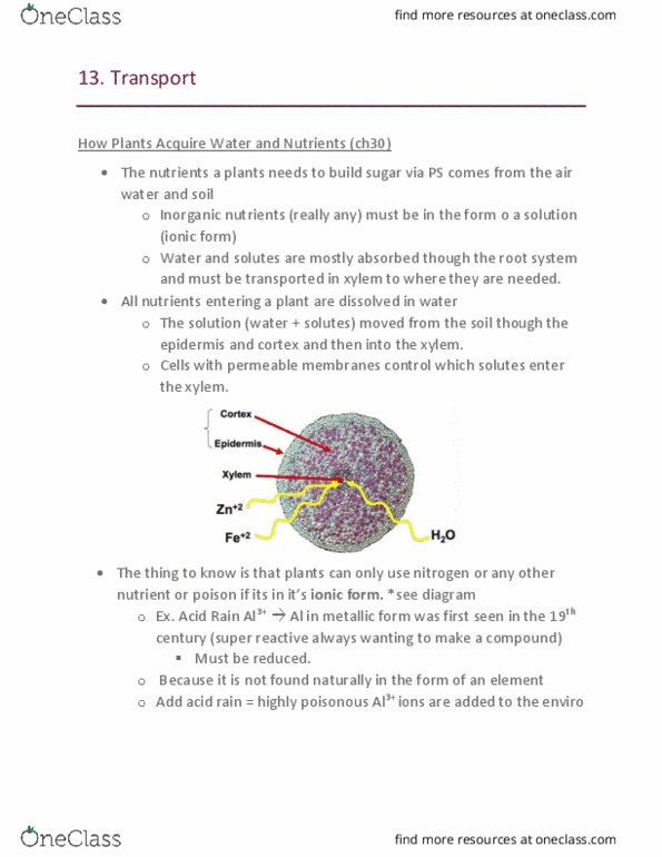 BIO 2137 Lecture Notes - Lecture 13: Endodermis, Photorespiration, Transpiration thumbnail