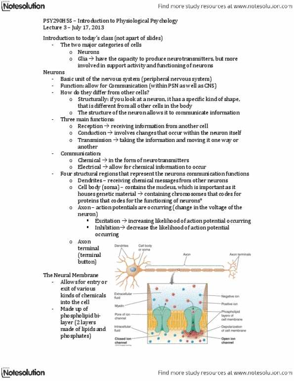 PSY290H5 Lecture Notes - Lecture 3: Resting Potential, Schwaan, Reuptake thumbnail