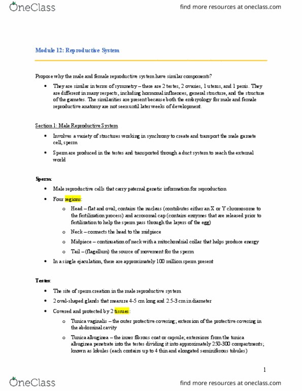 ANAT 100 Lecture Notes - Lecture 12: Broad Ligament Of The Uterus, Abdominal Cavity, Epididymis thumbnail