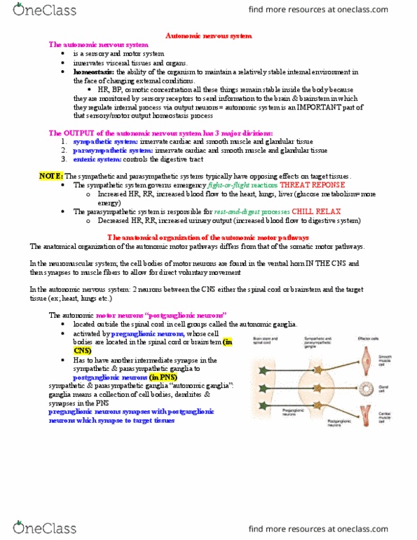 PHGY 209 Lecture Notes - Lecture 1: Preganglionic Nerve Fibers, Adrenergic, Cranial Nerves thumbnail