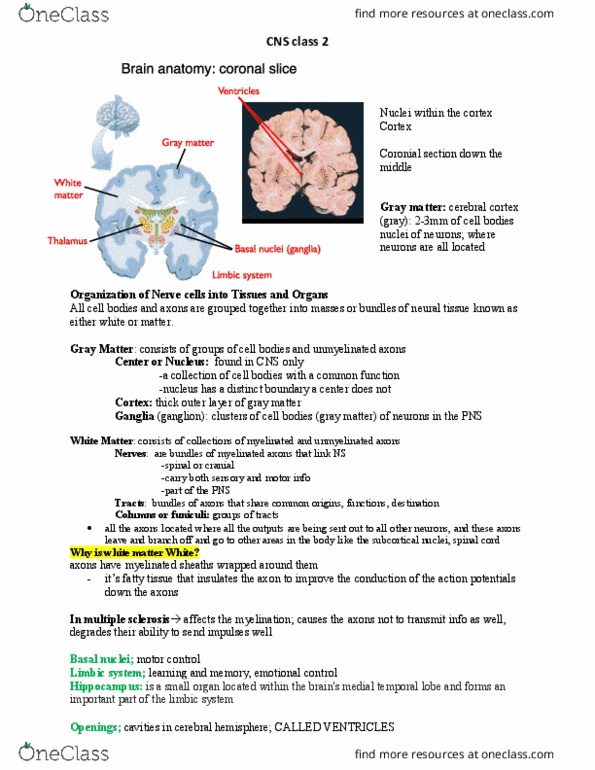 PHGY 209 Lecture Notes - Lecture 2: Myelin, Neural Plate, Common Carotid Artery thumbnail