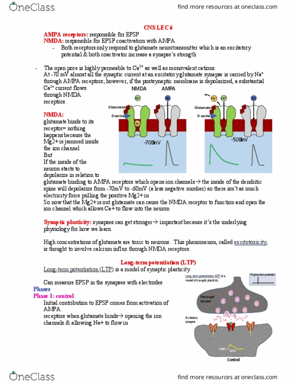 PHGY 209 Lecture Notes - Lecture 6: Flavor, Brainstem, Neuromodulation thumbnail