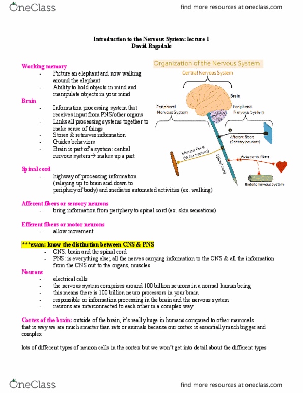 PHGY 209 Lecture Notes - Lecture 1: Pyramidal Cell, Working Memory, Afferent Nerve Fiber thumbnail