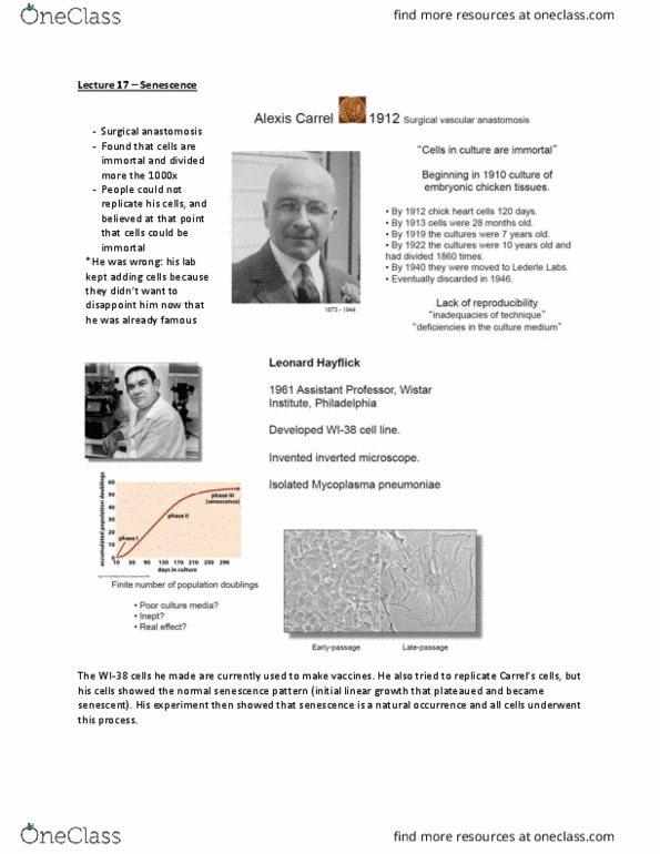 Anatomy and Cell Biology 4429A Lecture Notes - Lecture 17: Centromere, Apoptosis, Reverse Transcriptase thumbnail