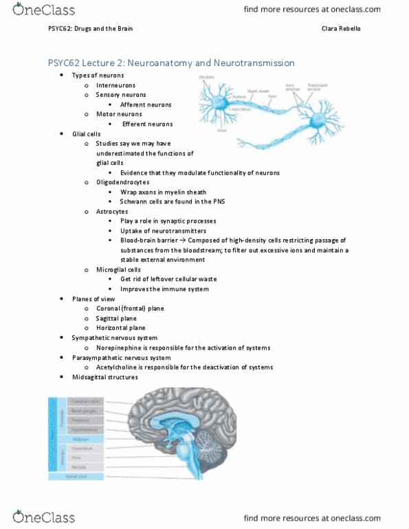 PSYC62H3 Lecture Notes - Lecture 2: Myelin, Catabolism, Internal Carotid Artery thumbnail