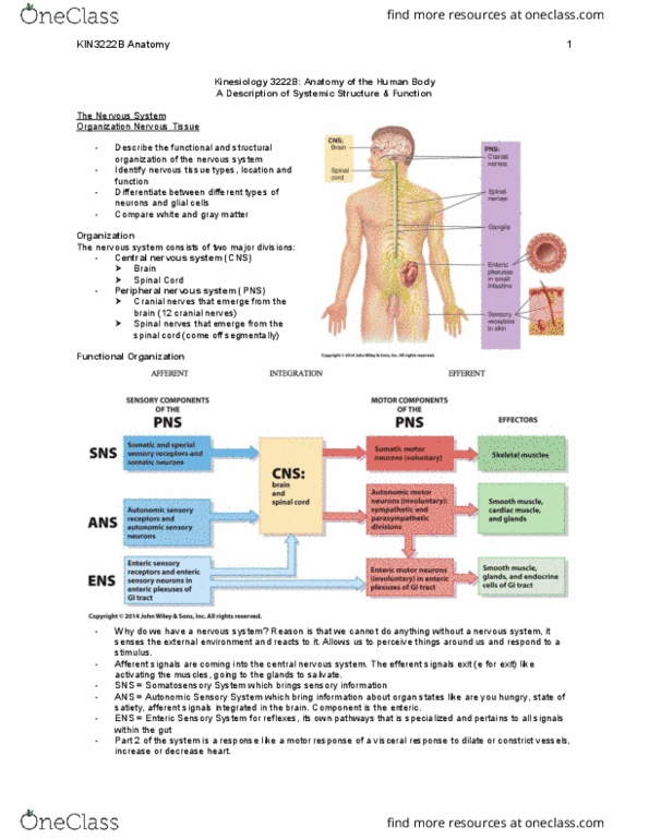 Kinesiology 3222A/B Lecture Notes - Lecture 1: Spinal Nerve, Axon Terminal, Neuroplasticity thumbnail