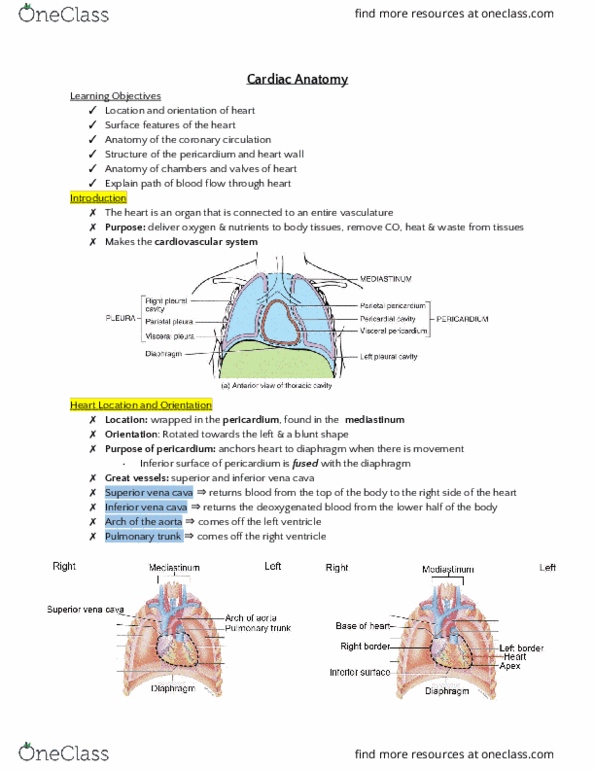 HTHSCI 1H06 Lecture Notes - Lecture 1: Descending Aorta, Intercostal Space, Venous Blood thumbnail