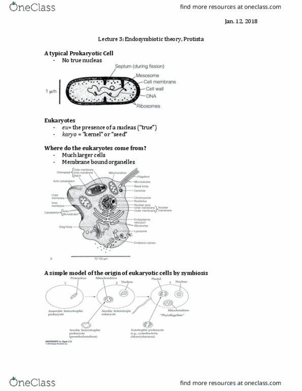 ZOO 2700 Lecture Notes - Lecture 3: Ribosomal Rna, Dinoflagellate, Trichomonas thumbnail