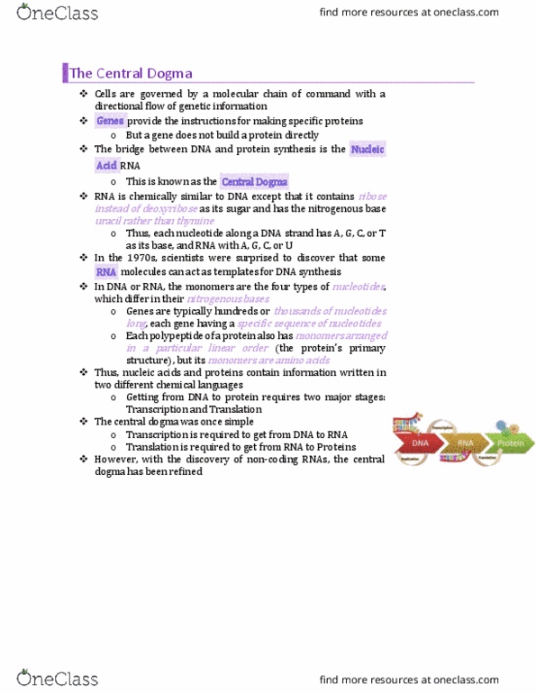 BIO130H1 Chapter Notes - Chapter 11: Cell Nucleus, Metabolome, Ribose thumbnail