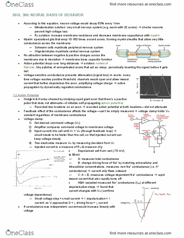 BIOL 306 Lecture Notes - Lecture 4: Resting Potential, Threshold Voltage, Schwann Cell thumbnail