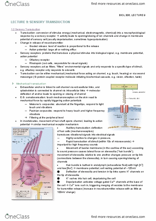 BIOL 306 Lecture Notes - Lecture 9: Olfactory System, Biochemical Cascade, Retina thumbnail