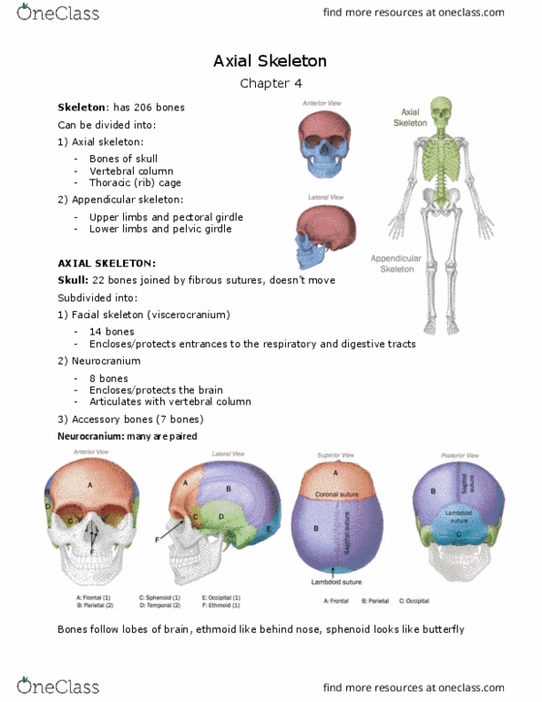 ANAT 101 Lecture Notes - Lecture 4: Kyphosis, Sella Turcica, Mastoid Part Of The Temporal Bone thumbnail