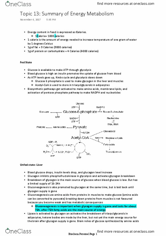 Biochemistry 2280A Lecture Notes - Lecture 13: Blood Sugar, Acetyl-Coa, Pentose thumbnail