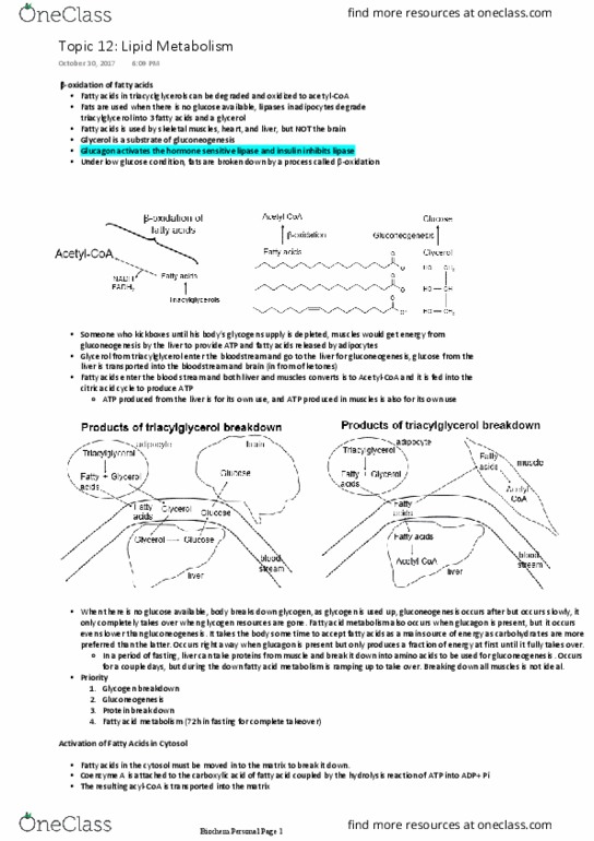 Biochemistry 2280A Lecture Notes - Lecture 12: Pyruvic Acid, Acetyl-Coa, Ketone Bodies thumbnail