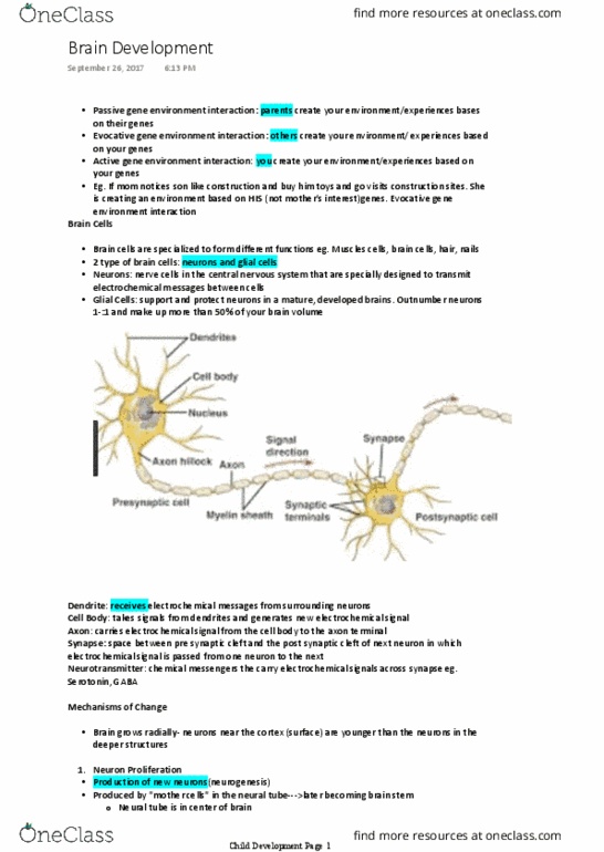 Psychology 2040A/B Lecture Notes - Lecture 24: Dendrite, Neurotransmitter, Preadolescence thumbnail